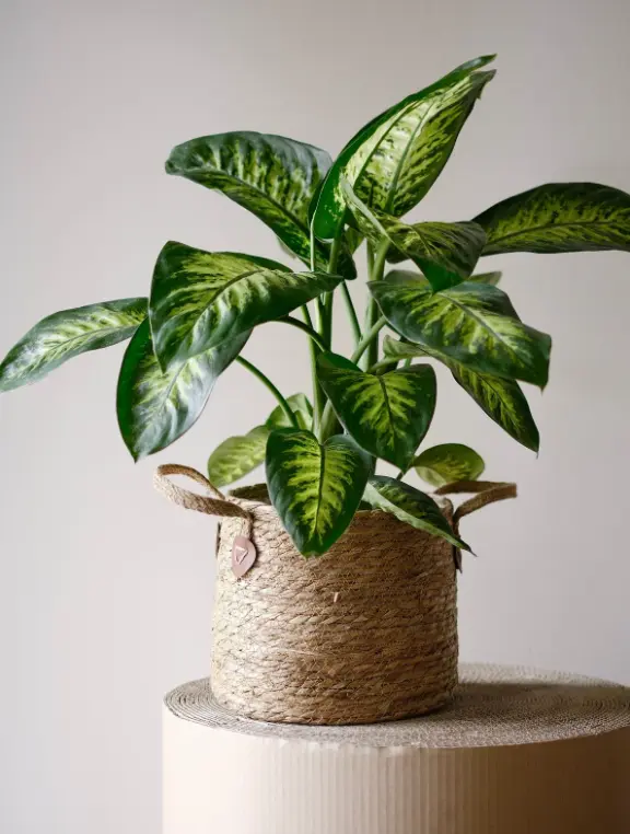 Dieffenbachia amoena 