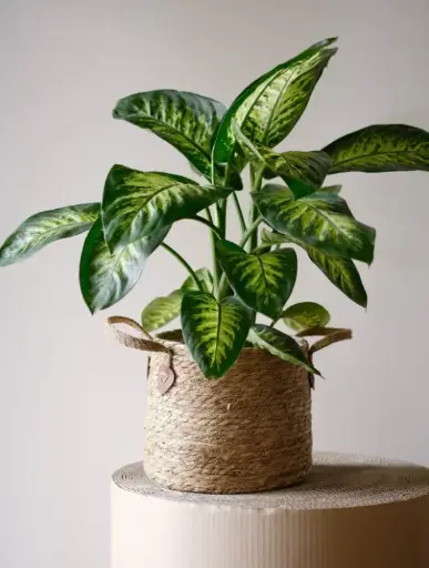 [2510] Dieffenbachia amoena 