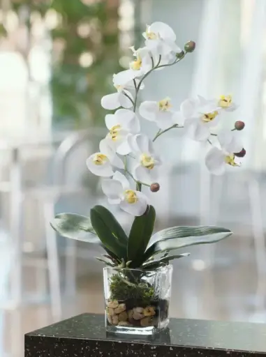 [2589] Orquideas - Hogar
