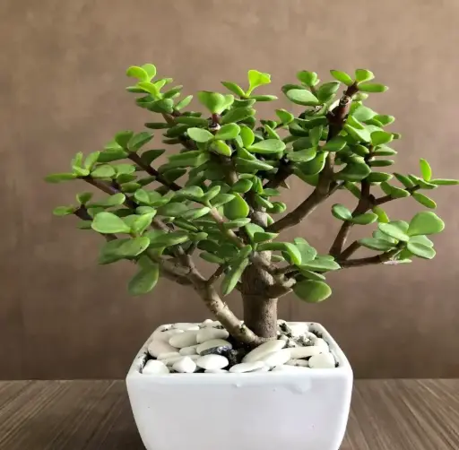 [2587] Árbol de la abundancia
